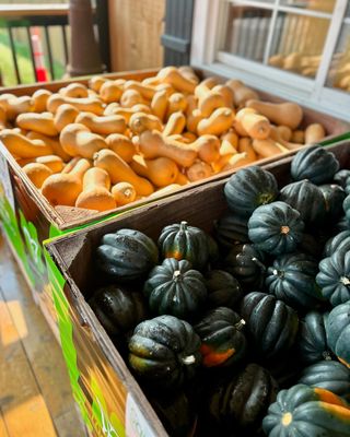 Squash