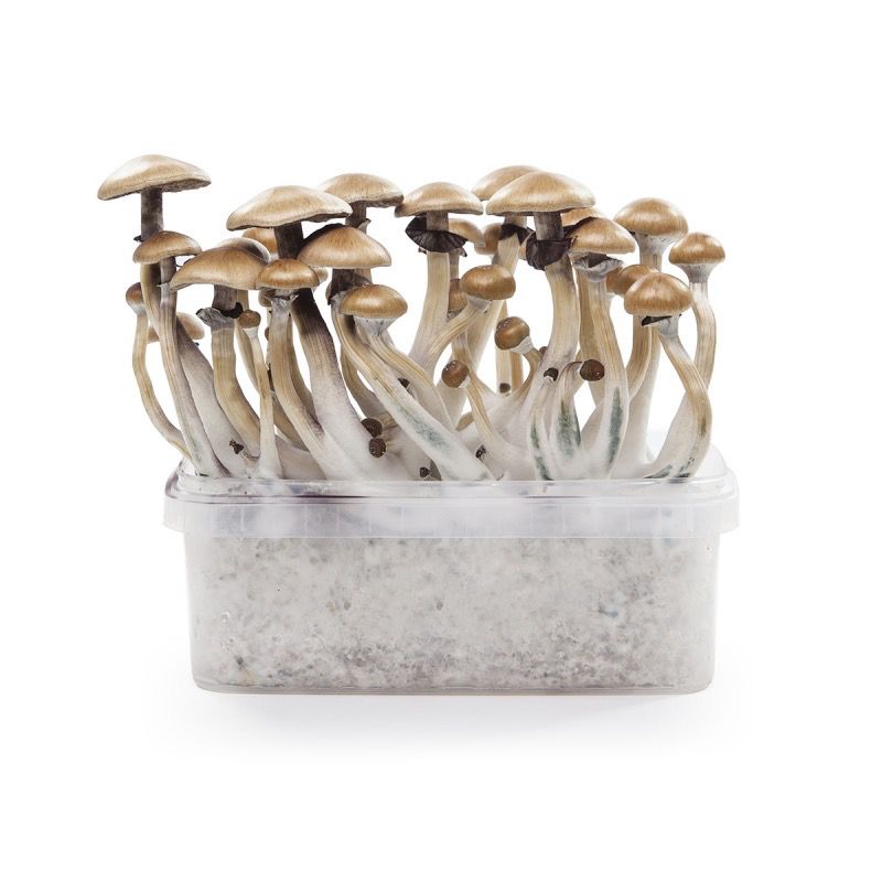 Golden Teacher Paddo GrowKit
