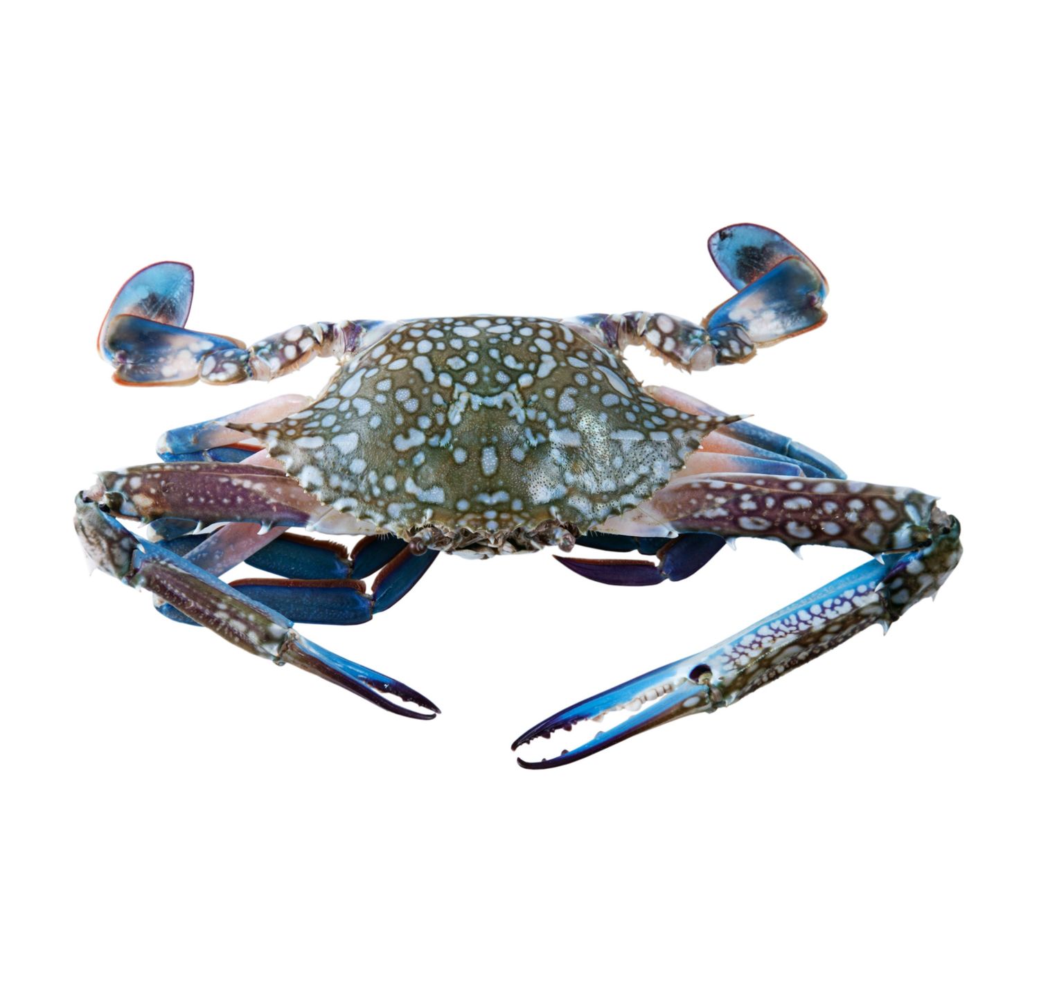 Flower Crab
