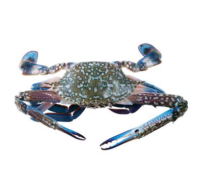 Flower Crab