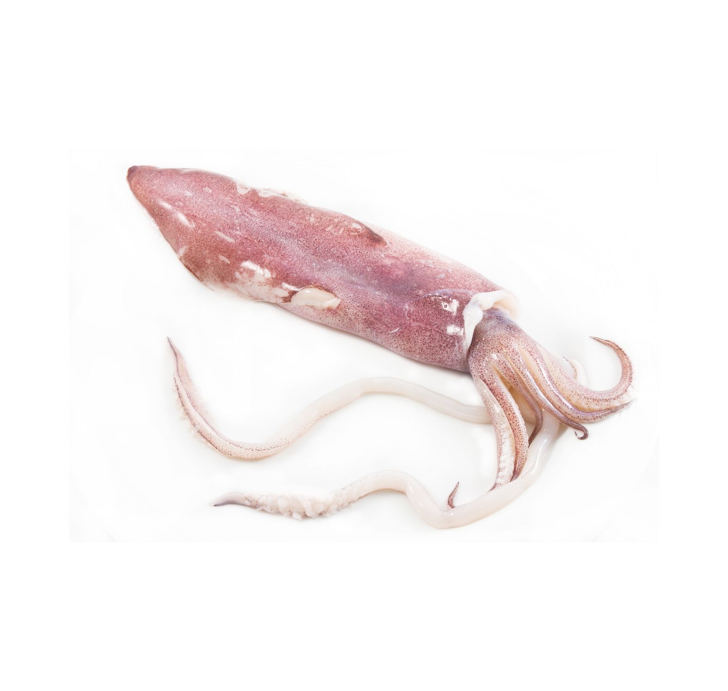 Squid | Sotong