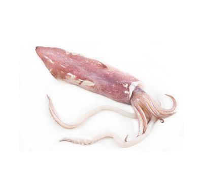 Squid | Sotong