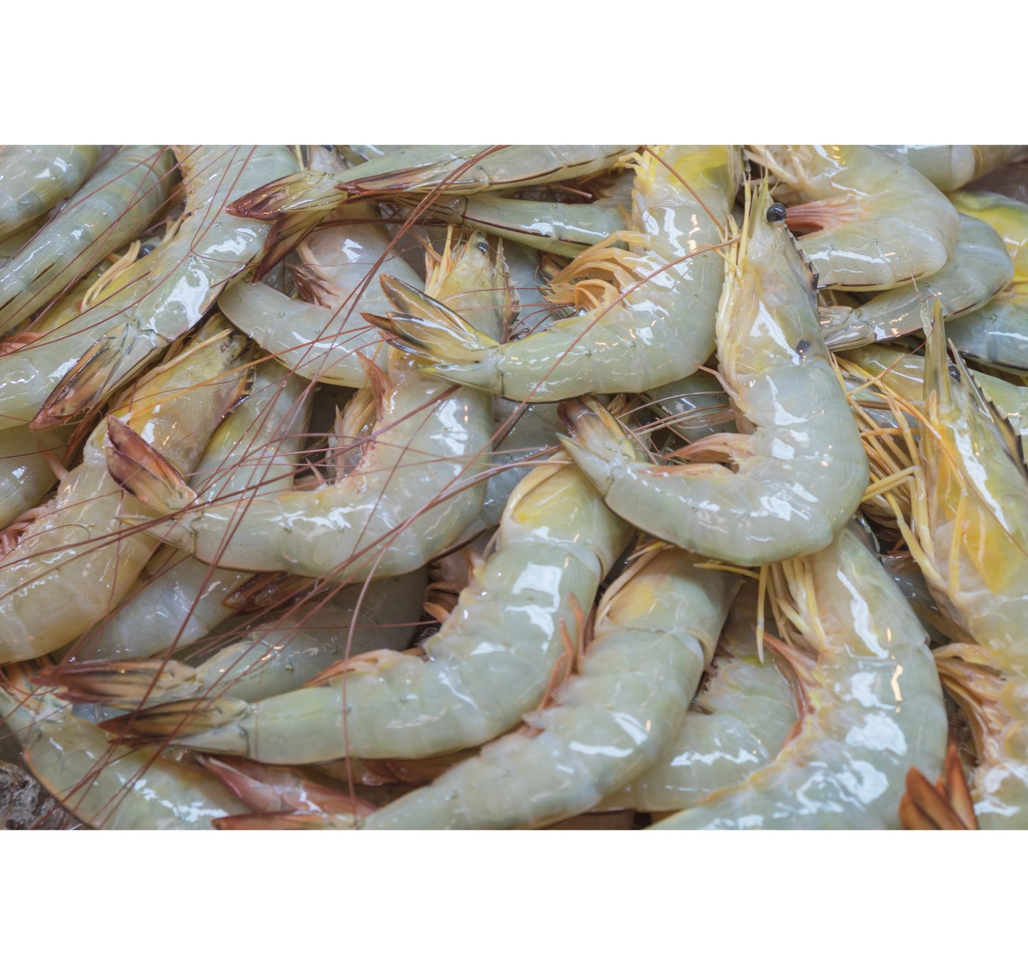 Sea Prawns | Ang Kar