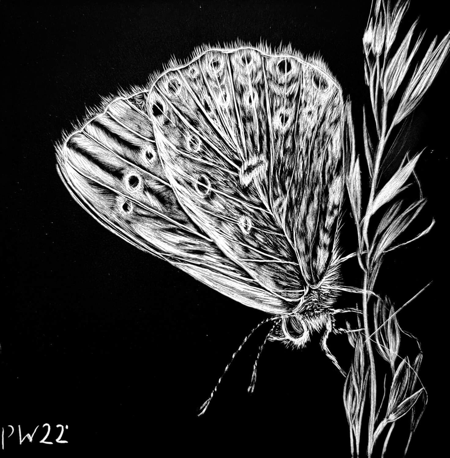 Scratchbord Butterfly 5"x5"