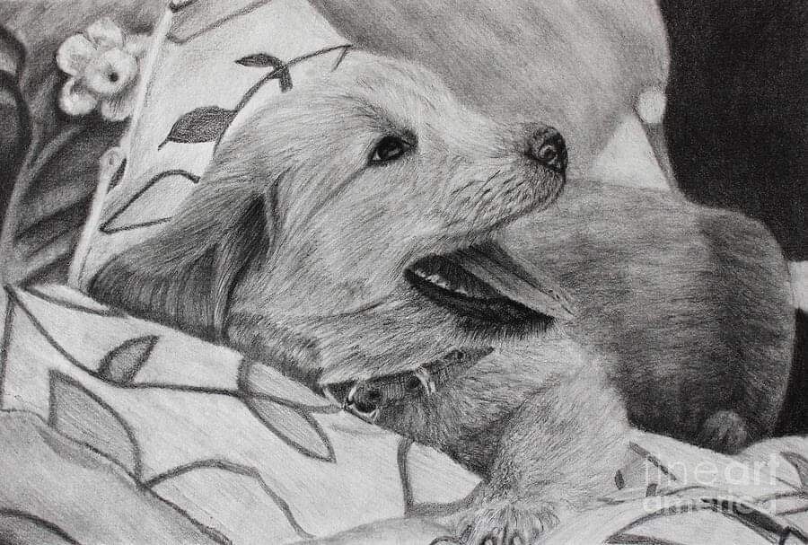 Graphite Lab Puppy