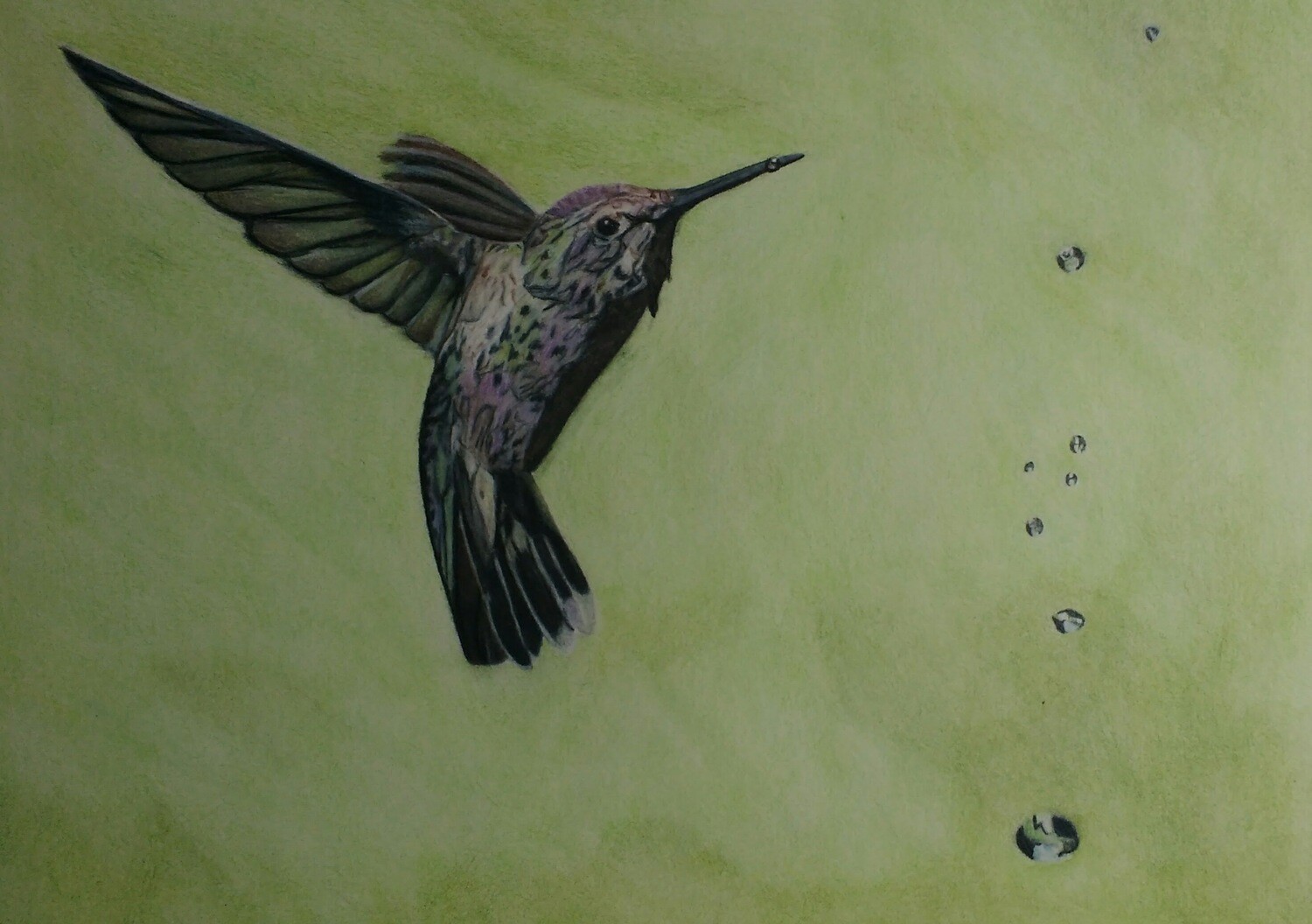 Colored Pencil Hummingbird