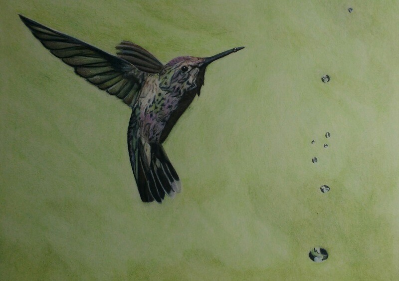 Colored Pencil Hummingbird
