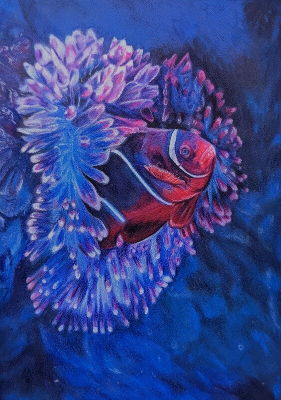 Clownfish - Color Pencil - Framed Clownfish - Color Pencil - Framed