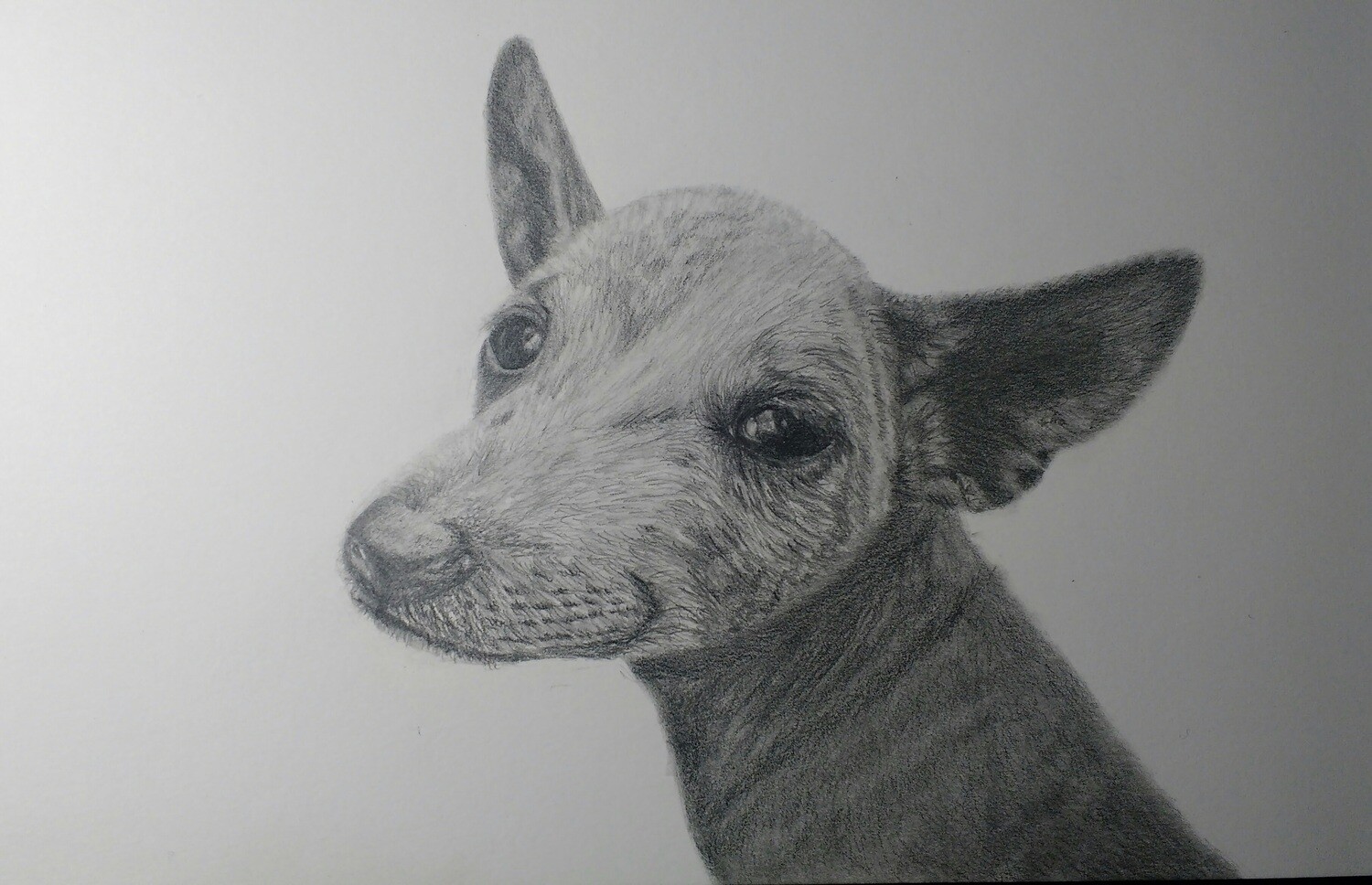 Blue Heeler Graphite Drawing