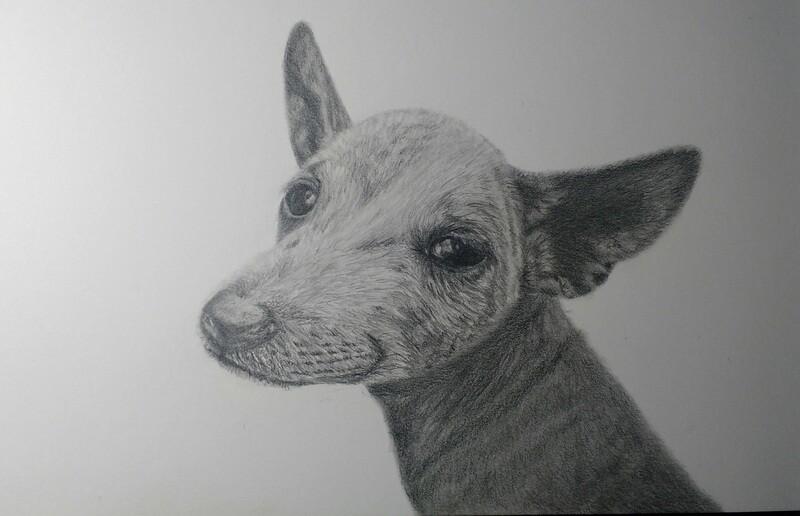 Blue Heeler Graphite Drawing