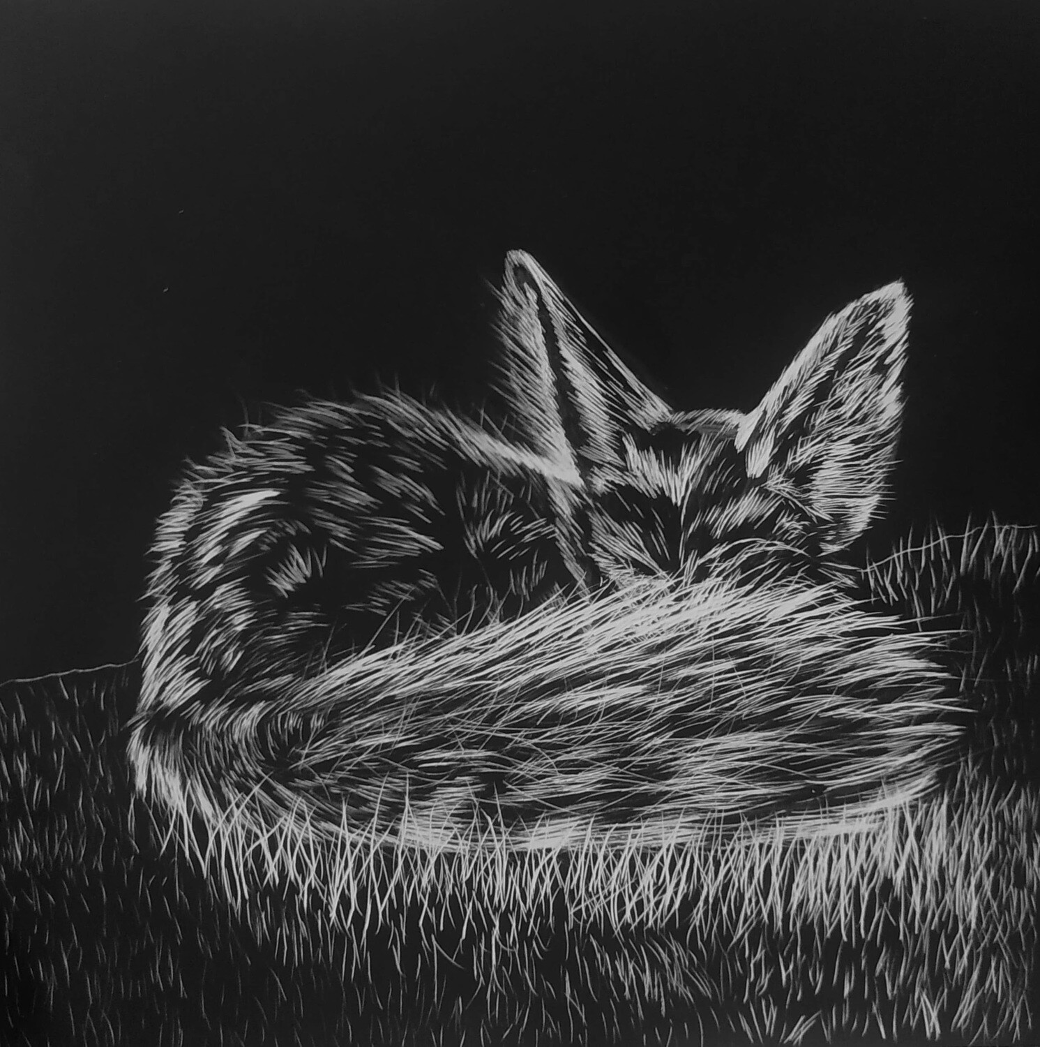Fennec Fox Scratchbord