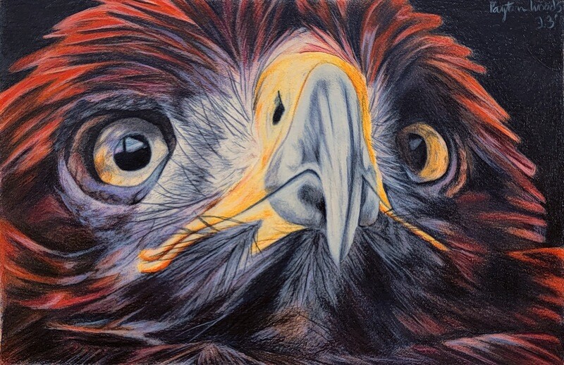 Color Pencil - Matted