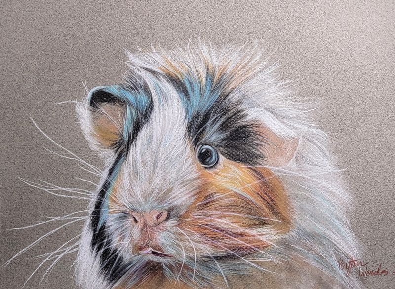 Guinea Pig - Mix media