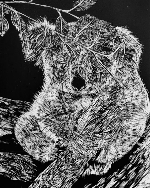 Koala - Scratchbord