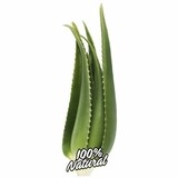 Penca de Aloe vera / sabila