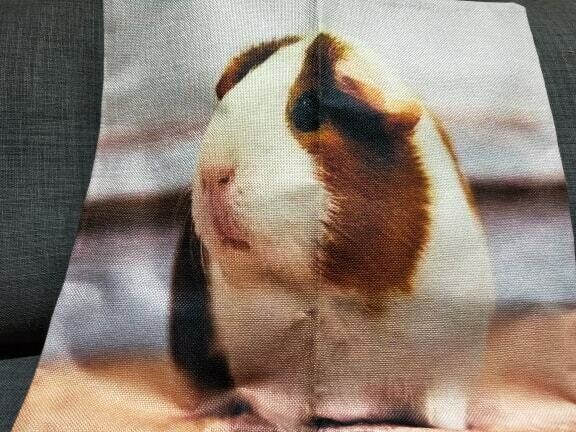 Guinea Pig Cushion  Cover 10
