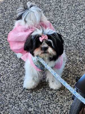 Clara&#39;s Doggy selection