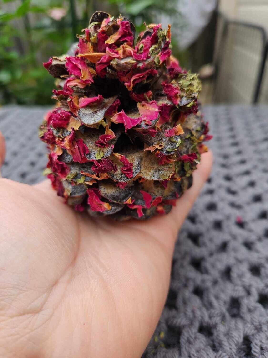MoSuKi Large Pine Cones - Not to WA or TAS