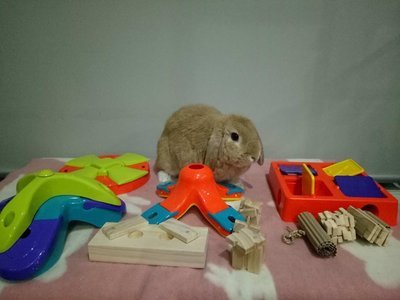 Enrichment / puzzle toys