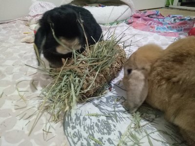 Trixie - 19cm grass log