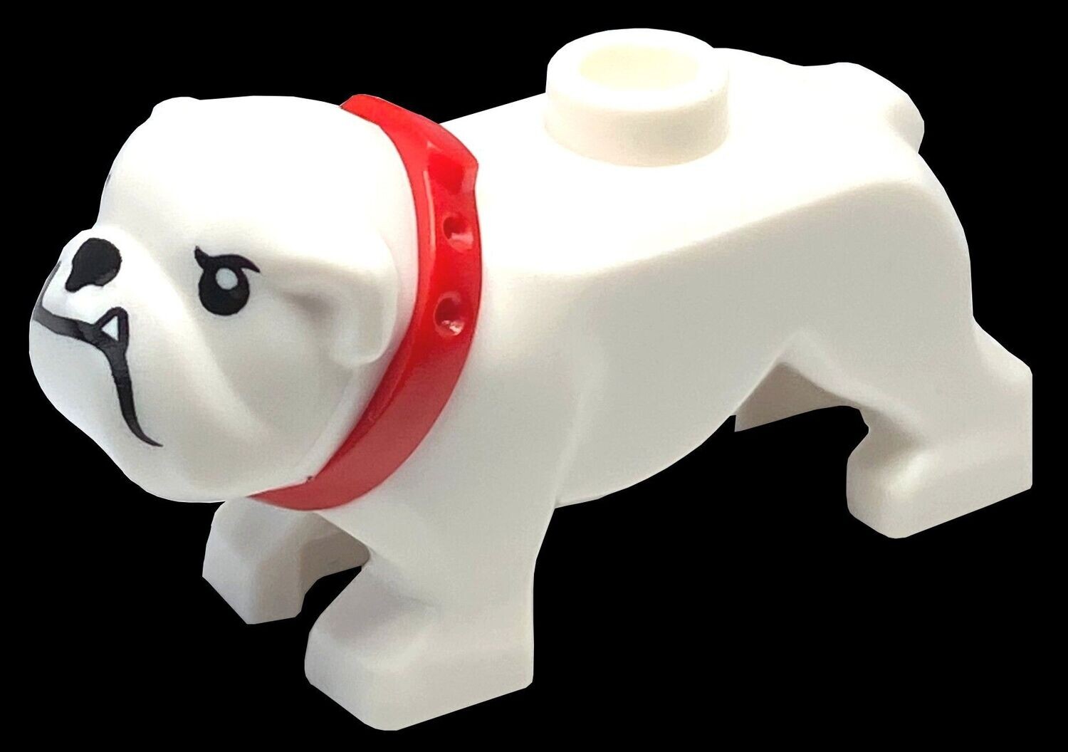 Bulldogge in Weiß