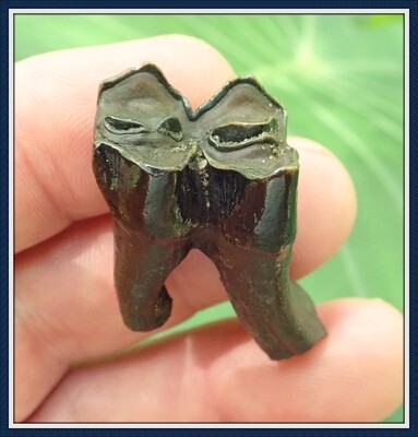 Beautiful Camel Tooth with Root #2
