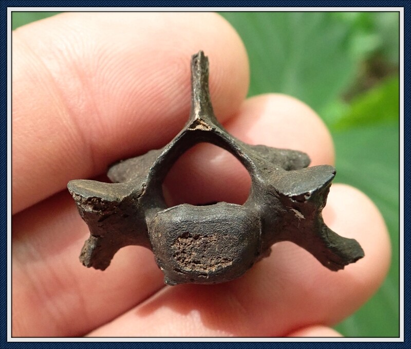Rare Bob Cat Cervical Vertebra