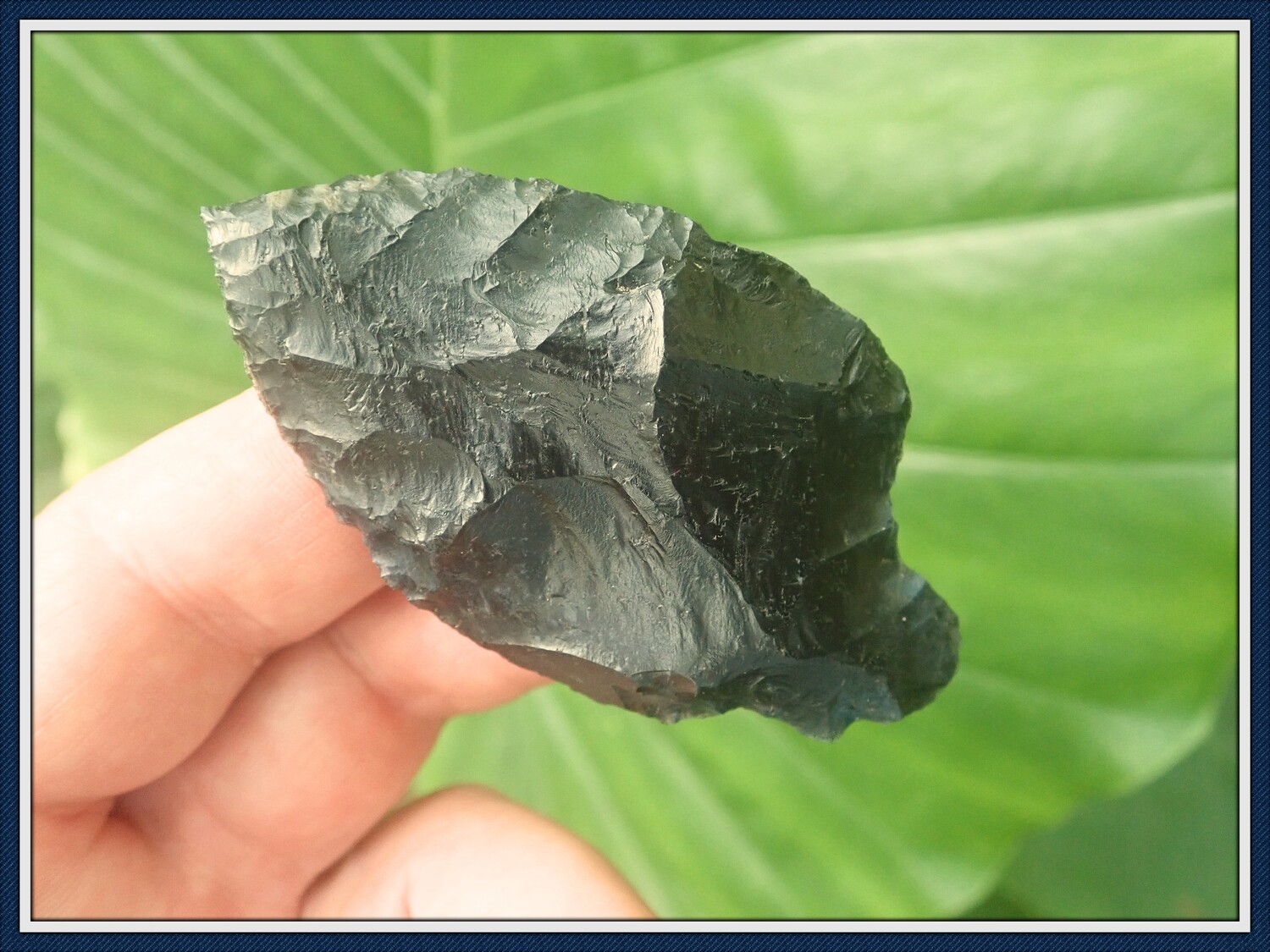 Keen Tipped ~ Black Coral Thonotosassa