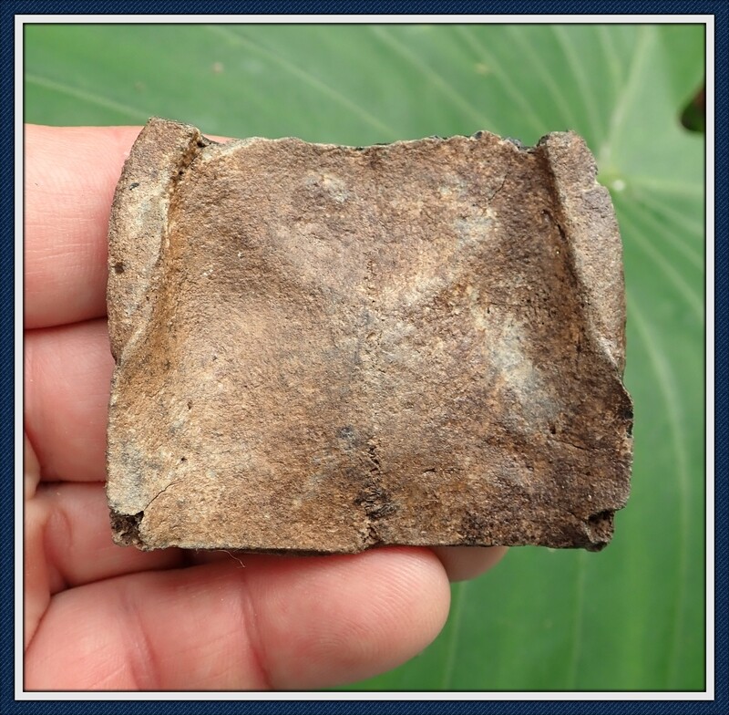 Ice Age ~ Pleistocene ~ Box Turtle (Bottom of the Shell) Plastron