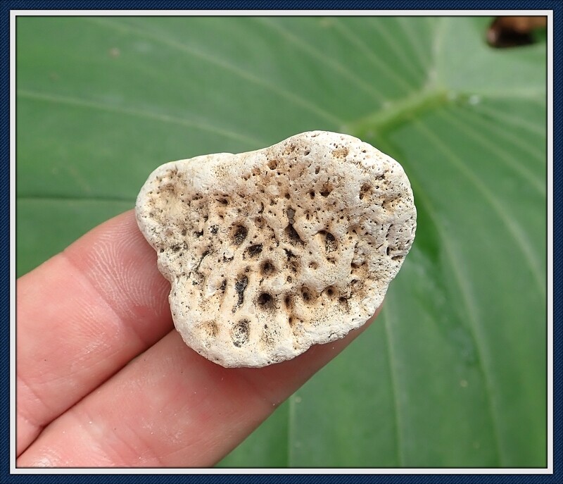 Ice Age ~ Pleistocene Alligator Tail Fin Bone ~ Osteoderm Scute