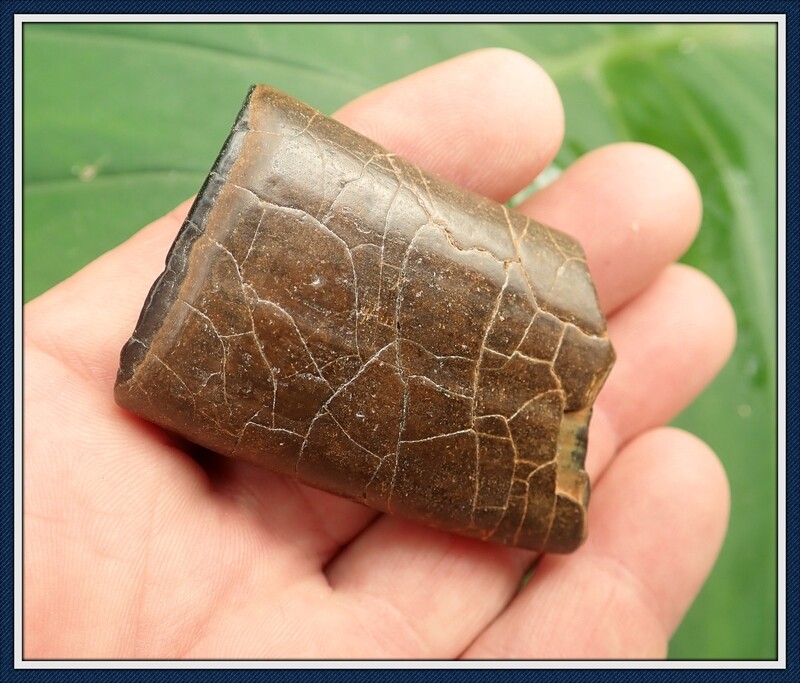 Beautiful Large Giant Sloth Tooth