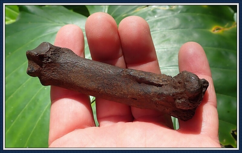 Saber Tooth Cat Metatarsal Bone in Pristine Condition ~ Ice Age