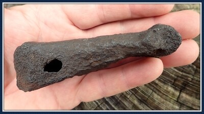 Fossilized Ice Age ~ Lama Toe Bone with Evidence of Alligator Predation
