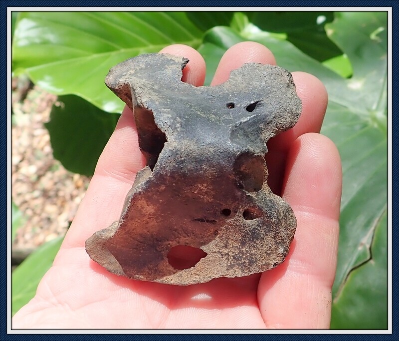 Fossilized Ice Age ~ Deer Axis Vertebra Bone with Evidence of Alligator Predation