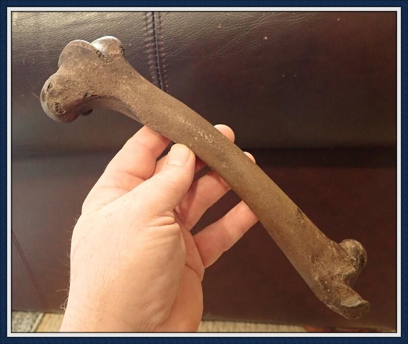 Fossilized Ice Age ~ Deer Femur Bone