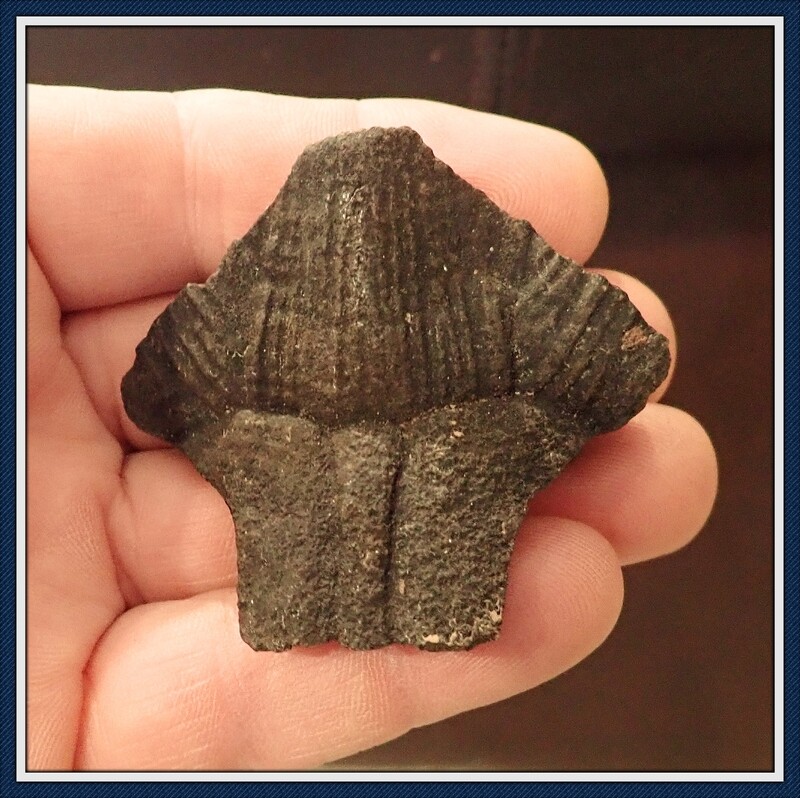 Fossilized Ice Age ~  Pond Turtle Nuchal Scute 1