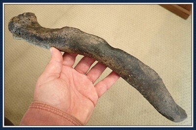 Fossilized Ice Age ~ Rare ~ Near Complete ~Mastodon Rib Bone