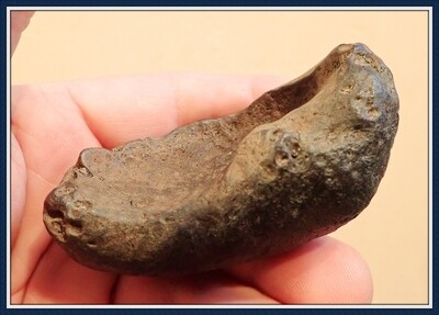 20 Million Yr. Old Miocene ~ Sperm Whale Ear Bone ~ Ecofina Creek 2