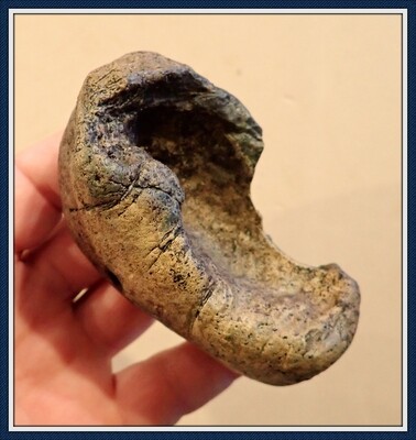 20 Million Yr. Old Miocene ~ Sperm Whale Ear Bone ~ Ecofina Creek