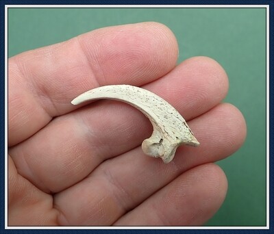 Tennessee River Eagle Claw ~ Raptor Talon from Indian Trash Pit