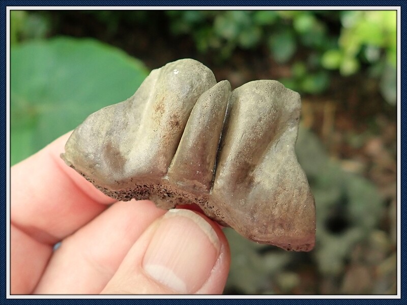 Fossilized Ice Age ~  Pond Turtle Nuchal Scute 2