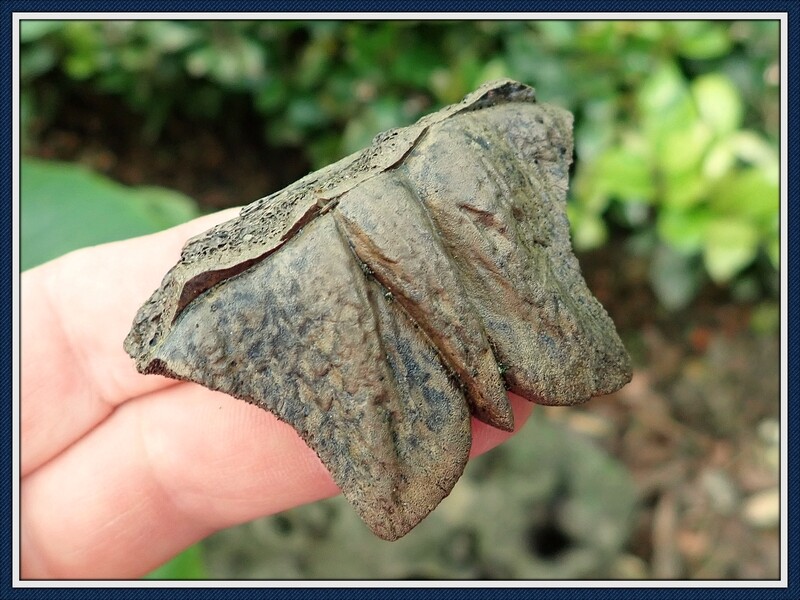 Fossilized Ice Age ~  Pond Turtle Nuchal Scute 3