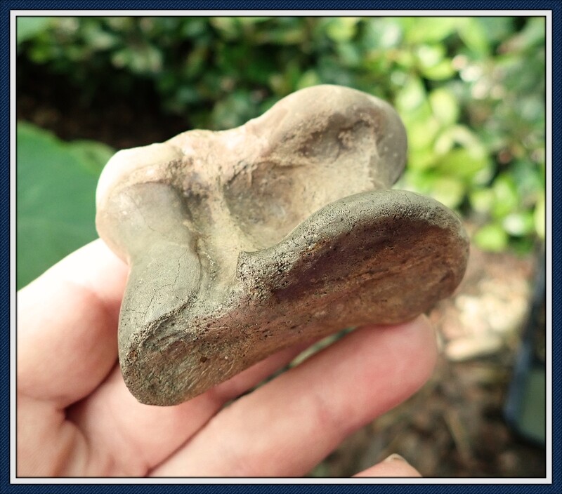 Fossilized Ice Age ~  Camel Astragulus Bone