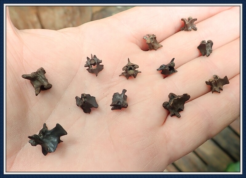 1 Dozen Fossilized Ice Age ~ Snake Vertebras