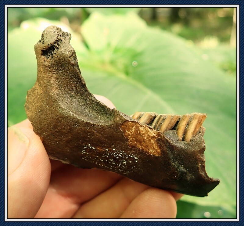 Beautiful Ice Age Beaver Jaw with 3 Teeth