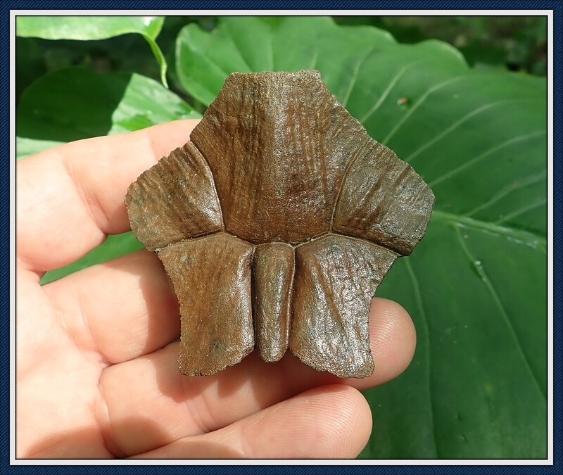 Fossilized Ice Age ~  Pond Turtle Nuchal Scute 4