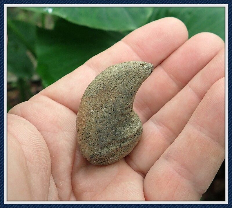 Fossilized Ice Age ~  Giant Tortoise Fighting Spur, Claw