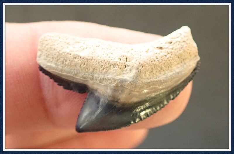 Beautiful Bone Valley ~ TIGER ~ Shark Tooth 3