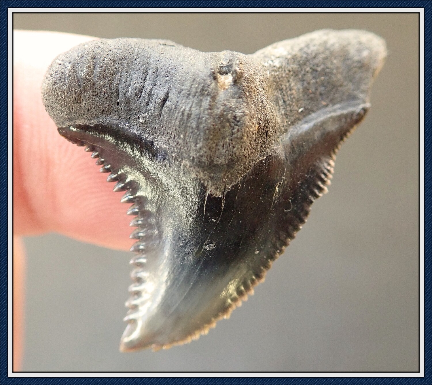 Beautiful Black and Grey Bone Valley Shark Tooth ~ Hemipristis