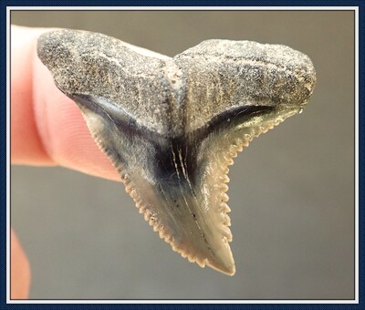 Beautiful Big Bone Valley ~ Hemipristis ~ Shark Tooth